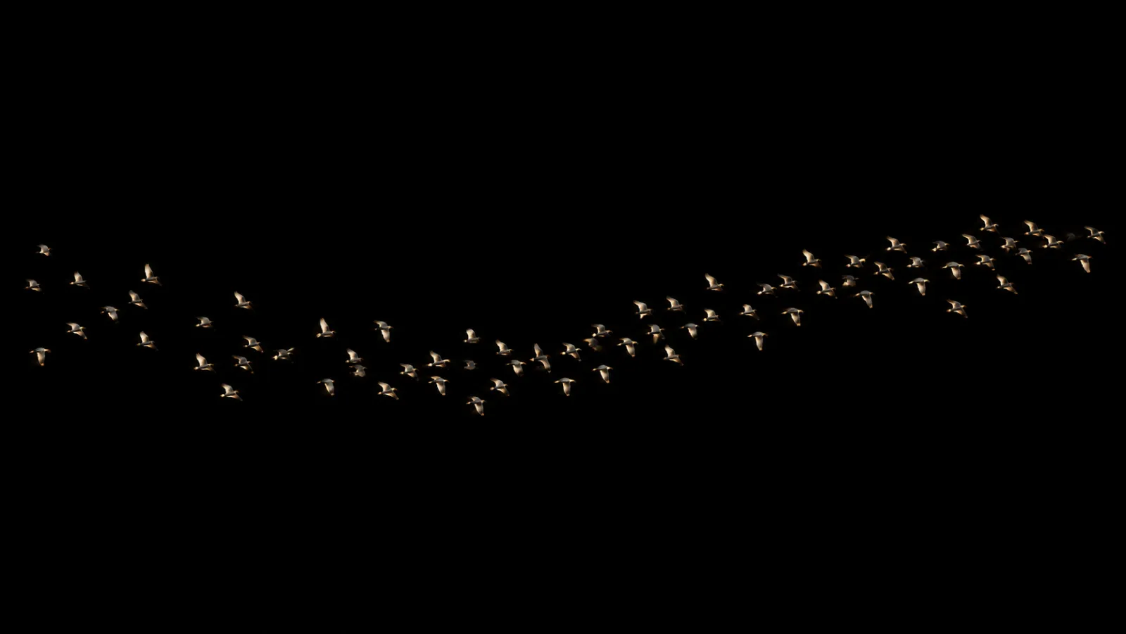 Illustrative gold-lit birds gathering into a shared flowing line